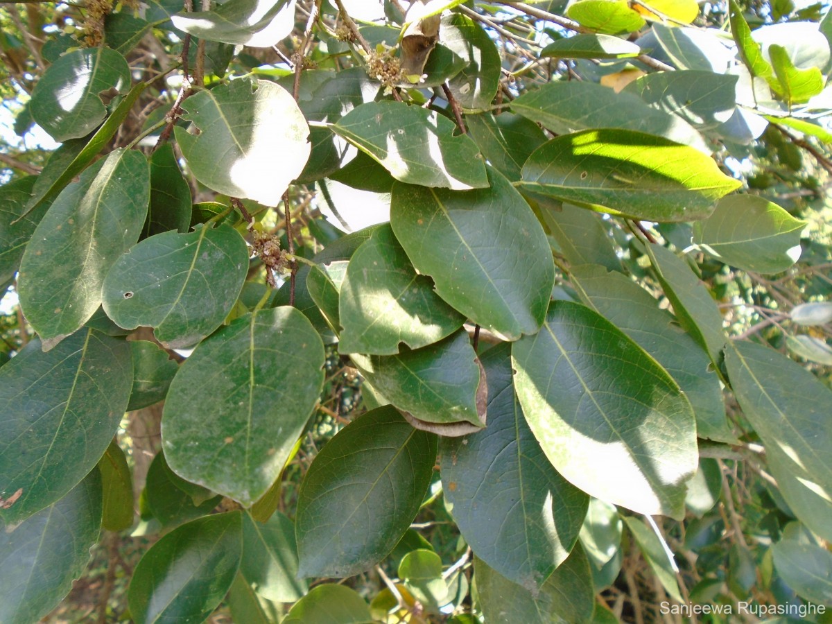 Holoptelea integrifolia (Roxb.) Planch.